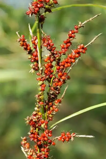 p>浆果薹草(学名:carex baccans),又名红果薹,为 a href="#">莎草科