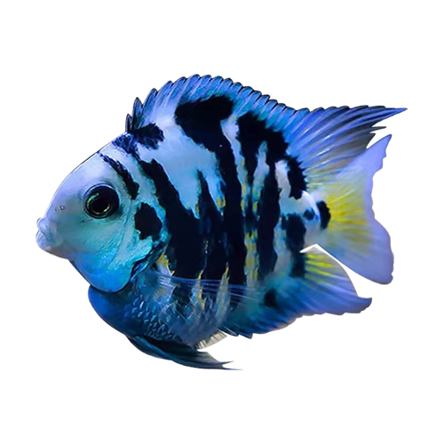 迷你鹦鹉鱼活体鱼小型淡水热带观赏鱼苗三湖慈鲷宝蓝白金繁殖种鱼优惠