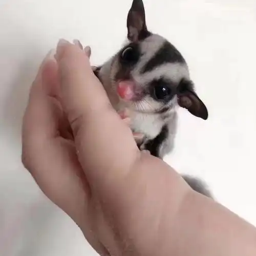 京选推荐澳洲密袋鼬密袋鼯活体宝宝活物蜜袋鼬幼崽会飞小宠饲养套餐很