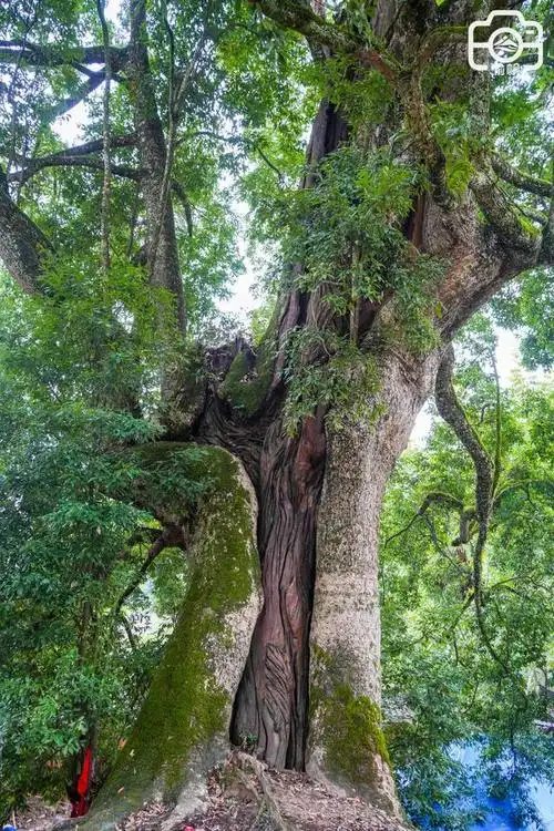 金丝楠木树图片(金丝楠木树苗图片)