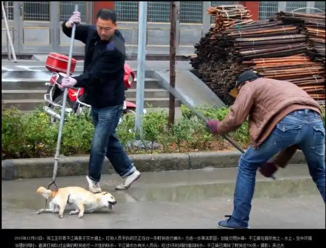 我宁愿背负你们背后对我的无耻乱骂,我也要诅咒你们再次虐狗家人全家