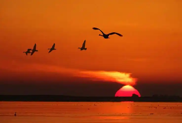 东方升起了红太阳,美丽的天鹅湖