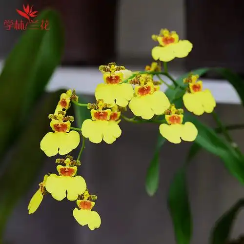 文心跳舞兰吉吉祥有香味兰花精品品兰室内盆栽时令草本花卉