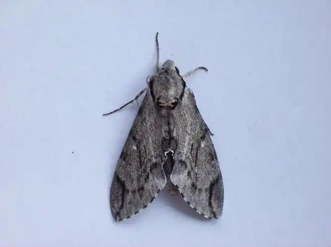 成虫第2页 - 绿手指 - 养花技巧,花生病了怎么办,花园打理和设计