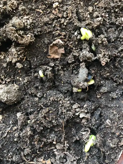 七年十二班张晨曦生物观察之黑豆生长过程