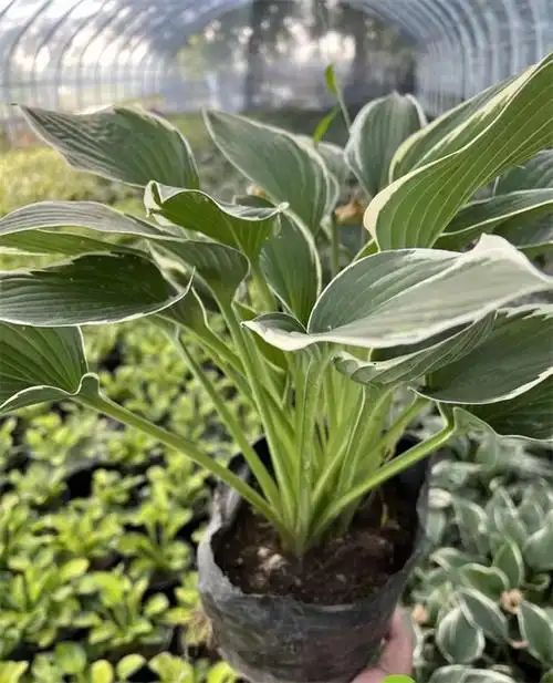 玉簪品种法兰西玉簪