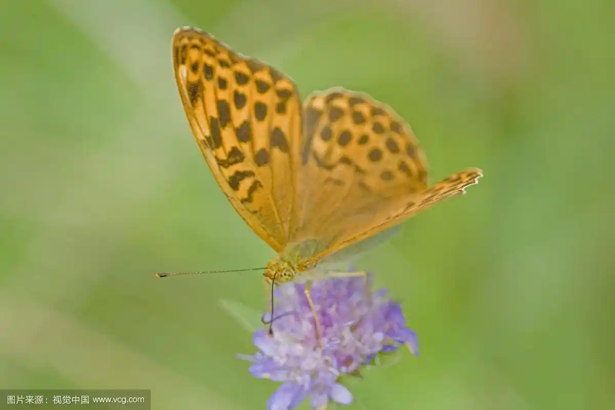 银洗贝母,巨蓟上的银蝶