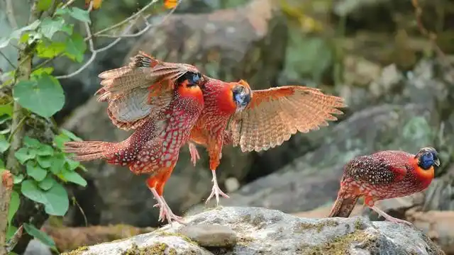 鸡年说鸡鸣声像小孩啼哭的娃娃鸡红腹角雉