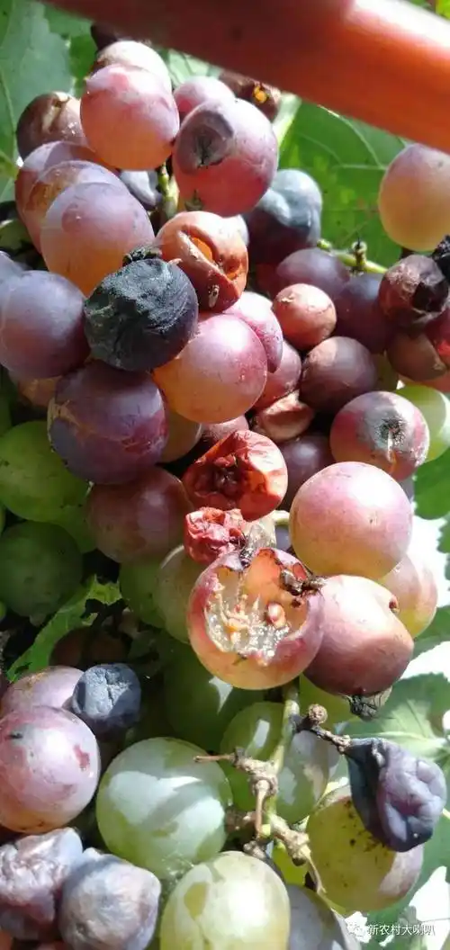 葡萄烂果,叶片受害,病虫兼治!