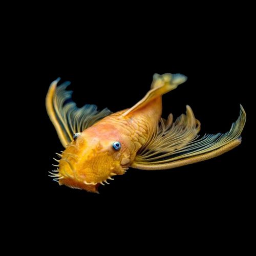 清缸除藻工具鱼蓝红眼24k黄金大胡子大帆活体热带观赏鱼底栖包损