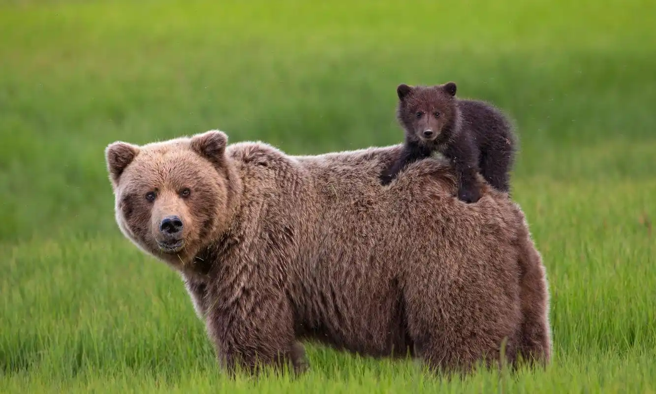 动物世界,有温情也有强悍,这就是自然
