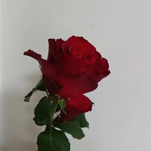 今日红玫瑰之最超级大朵的罗德斯