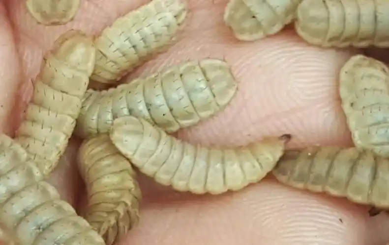 认识黑水虻的一生_幼虫_阶段_物质