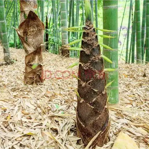 大型毛竹种子 紫竹 佛肚竹四季种竹子 雷竹食用竹笋