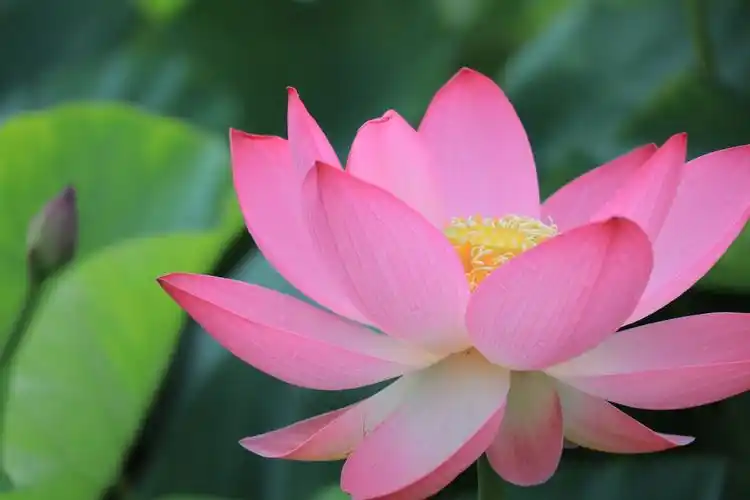 六月,不只有代表夏天的荷花,还有可爱的宝宝!