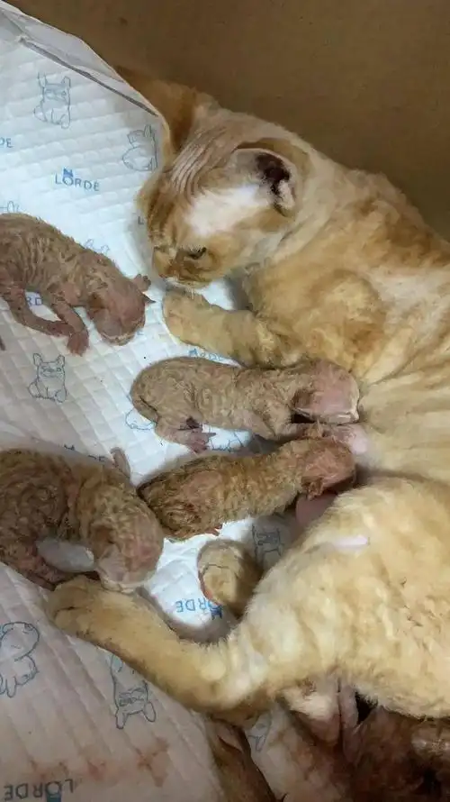 橘猫妈妈生下来的小奶猫天生卷毛这是什么原因