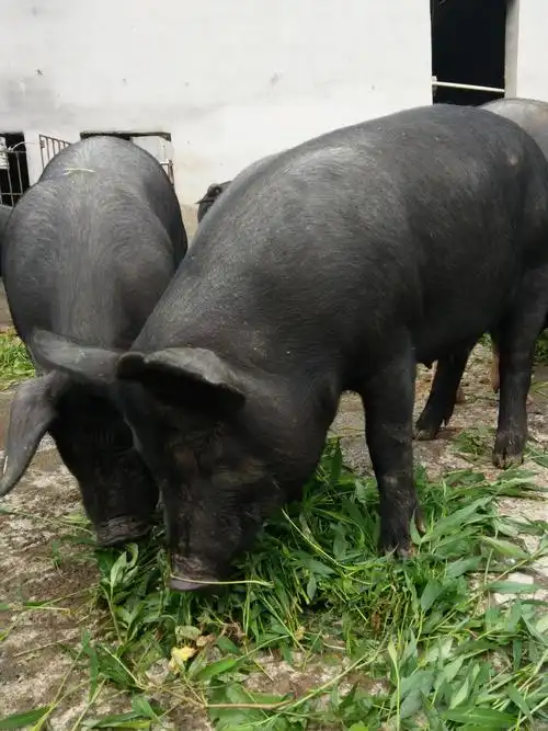 恩施生态土黑猪传统养殖活猪基地直接批发