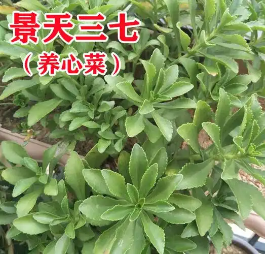 蔬菜三七(蔬菜三七和药三七是一种吗)