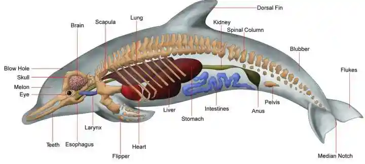 海豚内脏示意图 来源:idw.org