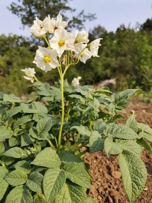 见过土豆开花的请举手 - 文心之声