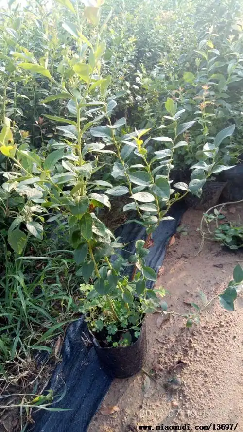 山东泰安优质组培蓝莓树苗1---3年苗苗圃直销