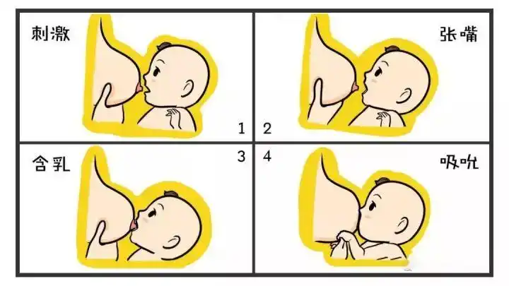 正确的含乳是哺乳成功的第一步.正确的含乳可以确保宝宝吃到乳房中的