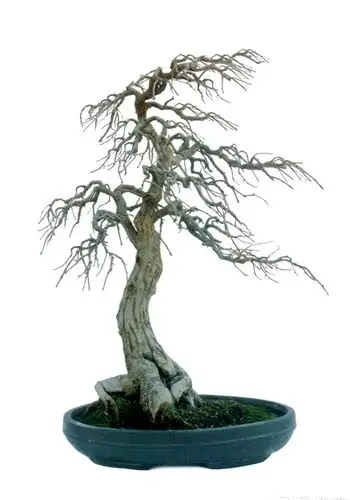 枯木盆景大观(2)