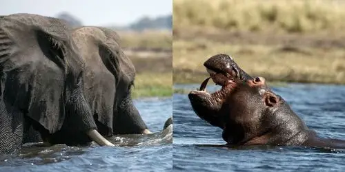 非洲河马咆哮大象为领地宣战 1 / 6