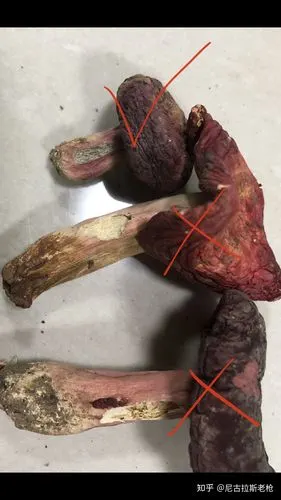 野生正红菇正假鉴别,千万别花1000多块钱去买和香菇营养价值一样的菜