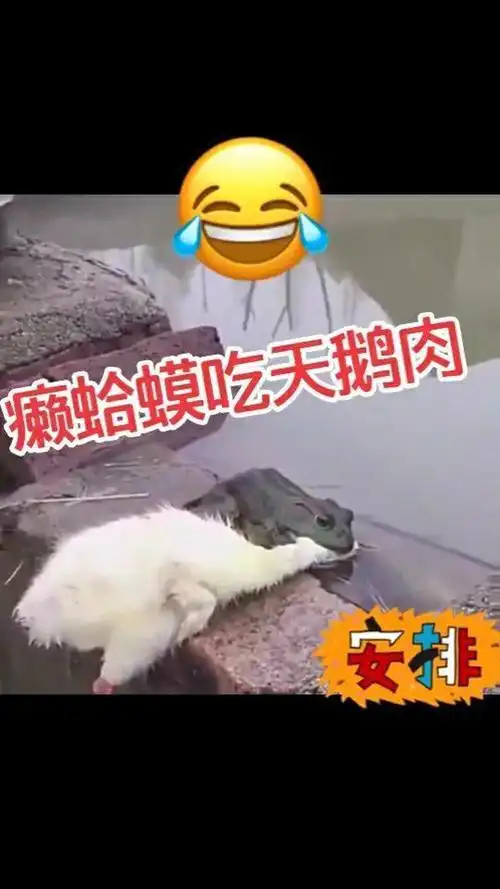 癞蛤蟆吃天鹅肉