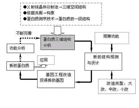 (2013-04-20 09:28:31)转载▼蛋白质工程蛋白质工程是人们根据对蛋白