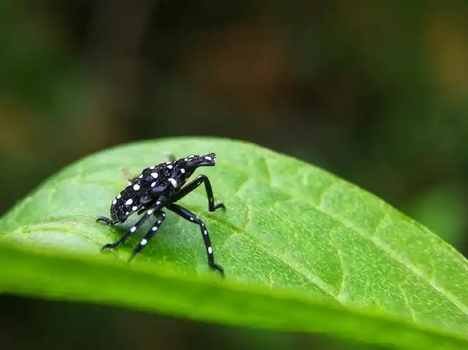 斑衣蜡蝉(三龄前若虫)