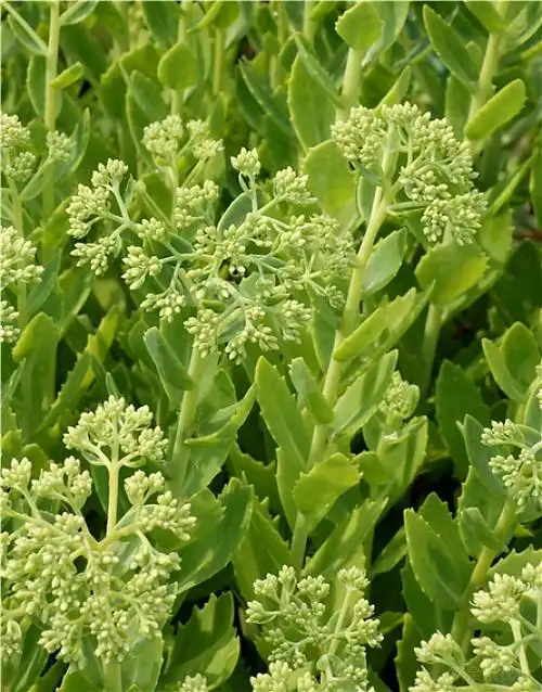 景天属植物图片_景天属植物高清图片_全景视觉