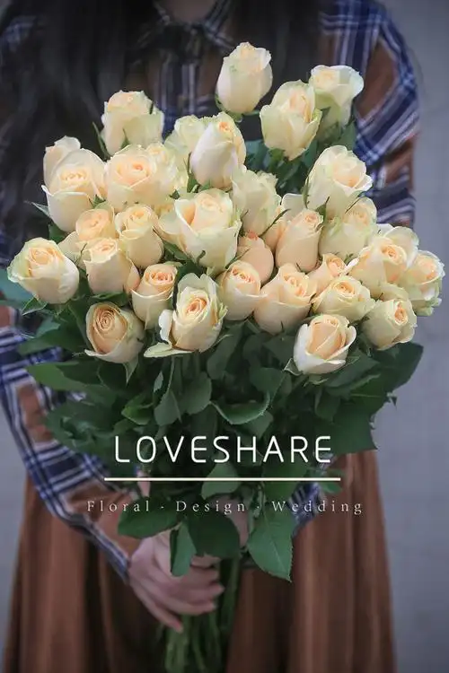 蜜桃雪山高档切花月季香槟色浓香经典品种非常漂亮推荐