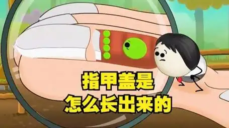 指甲盖是怎么长出来的