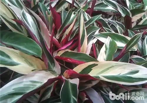 红背竹芋的繁殖方法