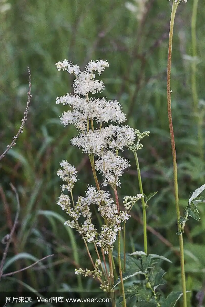 野生白花植物窄叶绣线菊