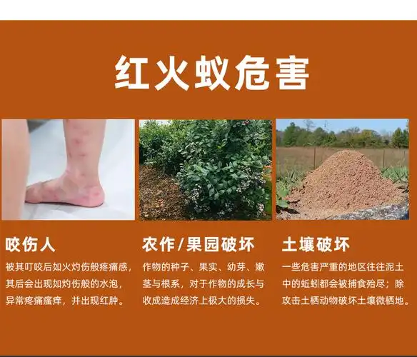 红火蚁药灭窝端户外野地红蚂蚁专杀饵剂农用果园草菜田土大面积