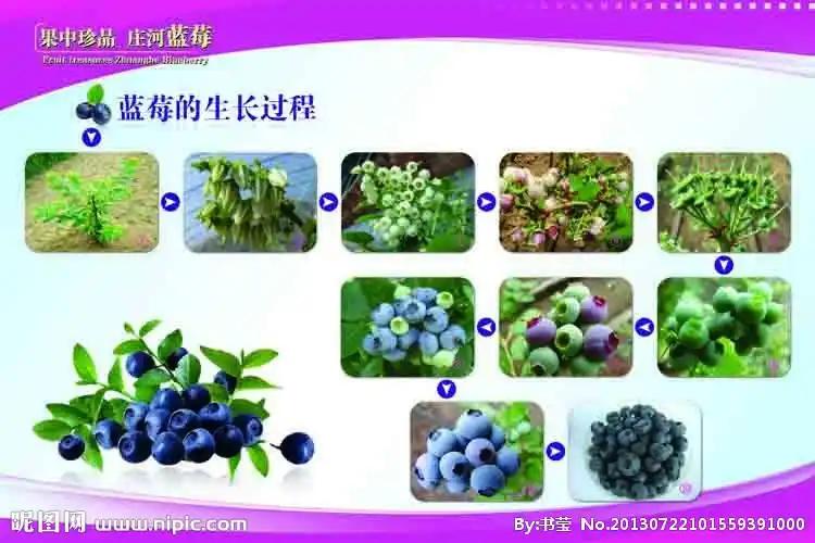 蓝莓宣传图片