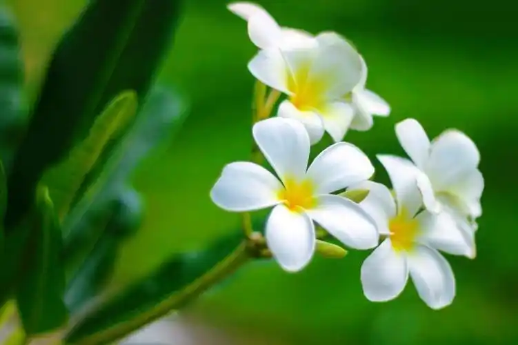 清新小巧的鸡蛋花640x1136分辨率下载,清新小巧的鸡蛋花,壁纸,图片