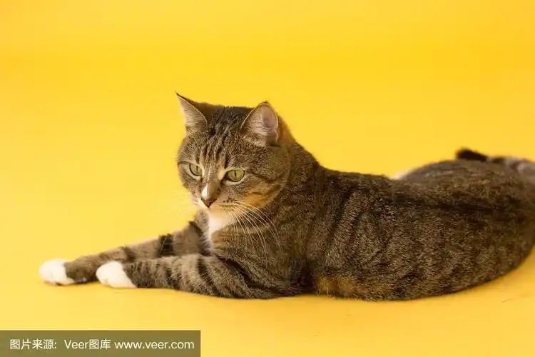 黄色斑纹小成年绿眼虎斑猫