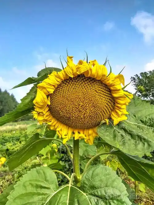 一种大的黄色成熟向日葵巨大的绿色叶子在天空的衬托下