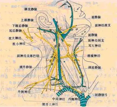 颈部解剖【看这篇就够了】