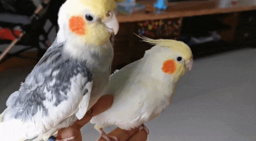 手养鸟和手养娃,似乎只是物种不同,但这两个小朋友,是真的都很chill.