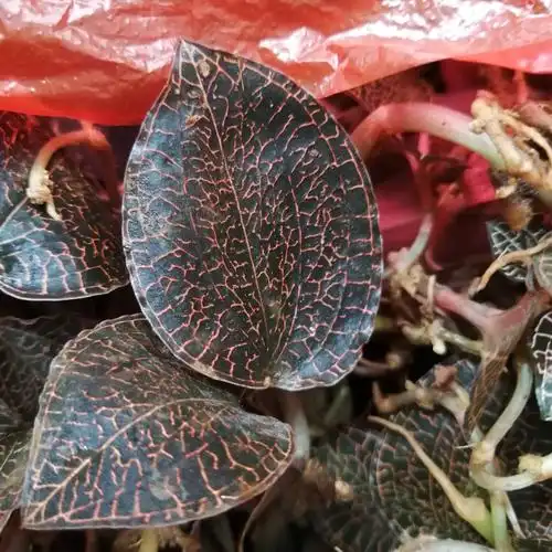 金线莲鲜草长期保章供应价格585元/斤 - 惠农网