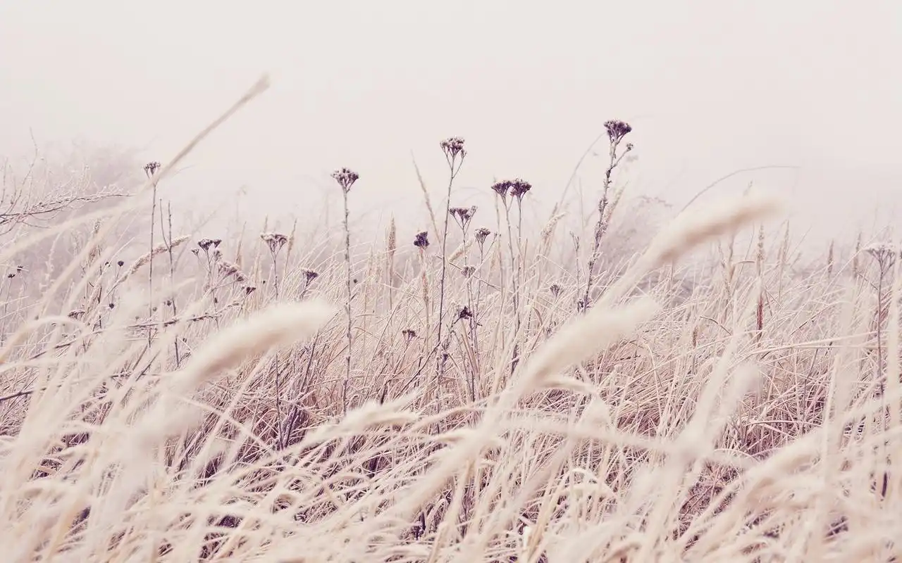 秋风萧瑟深秋唯美意境夕阳芦苇高清桌面壁纸(二)