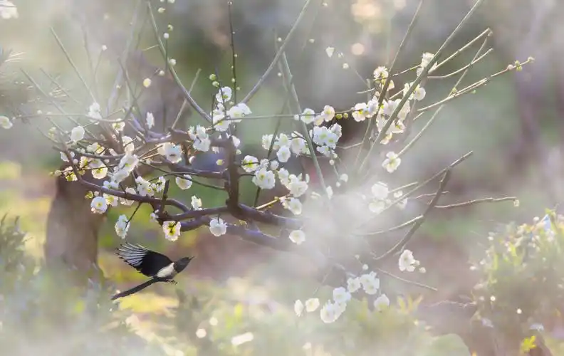 植物园春早,首先映入眼帘的是梅花盛开迎春来.