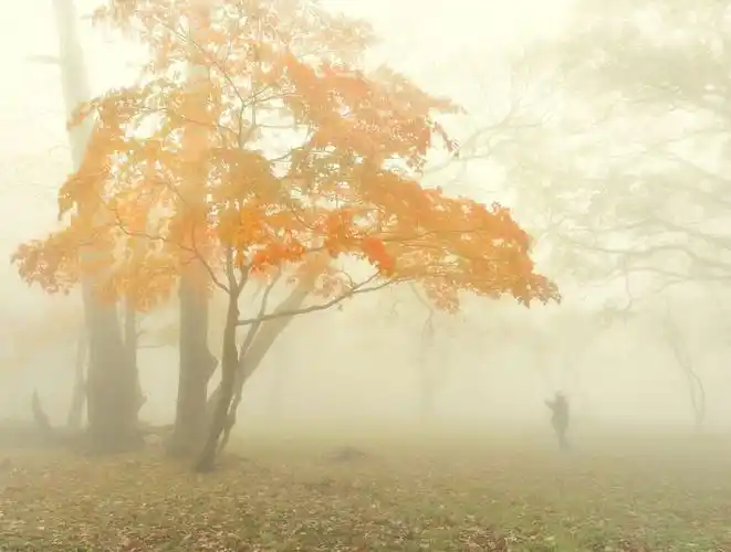 细雨蒙蒙,大雾弥漫了整个森林!太美了梦幻的世界!
