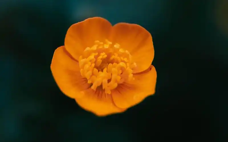 小清新迷人的橙色花卉