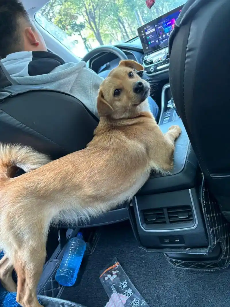 我家小土狗坐车都能这么性感,简直让人欲罢不能啊!